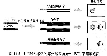 L-DNA标记的等位基因特异性PCR