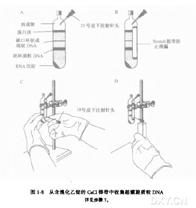 连续梯度法（氯化铯-溴化乙锭梯度平衡离心法纯化闭环 DNA 实验）