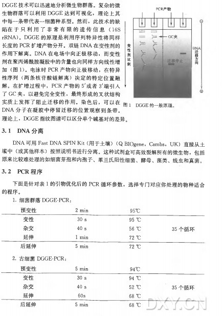  G G E 技术可以迅速地分析微生物群落。复杂的微 生物群落可以利用D G G E 达到可视化，理论上其 中每一条带代表一细菌种系型。然而，此技术的缺 陷 在 于 只 利 用 了 非 常 有 限 的 遗 传 信 息 （16S r R N A )。 D G G E 的原理是利用序列特异性将同样 长度的P C R 扩增产物分开。双链D N A 在变性剂的 作用下解离。 D N A 在电场中向正极移动，而变性 剂在聚丙烯酰胺凝胶中的含量也向同样方向线性增 加 （ 图 1)。电泳时P C R 产物向正极移动，在特异 性 序 列 （ 两条核苷酸链解离）决定的特定位置融 解。在扩增过程中， P C R 产 物 的 V 或 者 ^ 端 引 人 I 了 G e 夹 ，以避免完全变性，最终形成的叉状结构 ® 实质上发挥了ia止迁移的作用。染 色 后 ，可 以 在 图 I J3 g g e 的一般原理 D N A 分子在凝胶中停留迁移的位置观察到条带。 ' ' 理论上， D G G E 指纹图谱可以区分单个碱基对的差异。 3. I DNA分离 DNA 可用 Fast DNA SPIN Kit (用于土壤）（ Q B IO gene， C am bs， U K ) 直接从土 壤 中 （ 或其他样本）按照说明书进行分离。这种试剂盒可高效裂解所有的微生物，包括 原来比较难处理的如细菌芽孢和内孢子、革兰氏阳性细菌、酵母、藻类、线虫和真菌。 3.2 PCR程序 下面是针对表1 的引物优化后的P C R 循环参数，选择专门对应你处理的物种适合 的程序。 1•细菌群落D G G E -P C R : 预变性 2 m i n 95〇C 变性 30 s 95 °C 杂交 40 s 56 °C 3 5 个循环 延伸 I m i n 72 °C 后延伸 5 m i n 72 °C 2 . 古细菌 D G G E -P C R : 预变性 5 m i n 94 〇 C 变性 30 s 94 °C 杂交 40 s 52 °C 3 5 个循环 延伸 60 s 68 °C 后延伸 5 m i n 68 °C