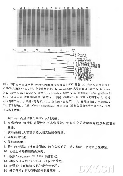 图 3 不同地点土壤中B. ferazoetwram相 关 群 落 的 DGGE图 谱 （ a) 和对应的类树状图 (UPGM A聚类）（ b )。 M , 分子质量标准； I, Wageningen大 学 试 验 田 （ 荷兰） ； 2, Rhine 河 边 （ 荷兰） ； 3, Drentse A (荷兰） ； 4， Friesland (荷兰） ； 5, 普通赤杨 结 节 （ 荷兰） ； 6, 普通赤杨根围（ 荷兰） ； 7 , 河 边 （ 葡萄牙） ； 8 , 草 地 （ 葡萄牙） ； 9, 松树 林 （ 葡萄牙） ； 1 0 , 果 园 （ 葡萄牙） ； 11，蔬 菜 园 （ 葡萄牙） ； I2 , 喜马拉雅山，土壤团块； 1 3 , 喜马拉雅山，马 桑 （ CoWaWa 心 ）根 围 土 壤 （ 得到美国微生物学会许可，从参 考文献3 复制） 。 戴手套，而且当被污染时，及时更换。 5. 玻璃板的仔细清洗对凝胶配制非常关键，油脂点会导致聚丙烯酰胺凝胶表面 扭曲。 6. 胶贴如果比大玻璃板还大则无法制备凝胶。 7. 避免出现气泡。 8. 使用通风柜。 9. 将空的三明治（ 没有分隔条）放在盒架的另一边，构成一个封闭上缓冲室。 10. 记住上样是按照镜面方向。 11•按照Sanguinetti等 （1 6 ) 稍作修改。 12. 凝胶也可以用S Y B R G O L D 或 E B 染色。 13. 步 骤 5〜8 的溶液按化学废弃物处理。 M . 避免气泡；将凝胶边缘按到玻璃板上