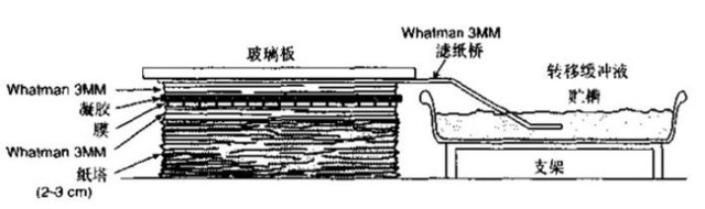 Southern 印迹实验（向下毛细管转移法）