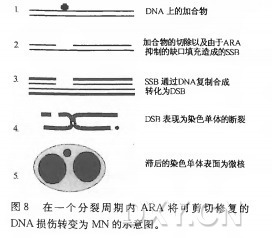 在 一 个 分 裂 周 期 内 ARA将 可 剪 切 修 复 的 DNA损 伤 转 变 为 MN的 示 意 图 。