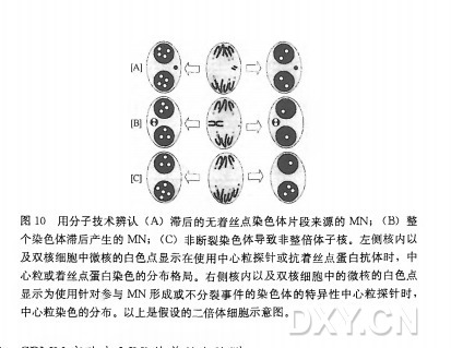  用分子技术辨认（ A) 滞后的无着丝点染色体片段来源的MN; (B) 整 个染色体滞后产生的MN; (C) 非断裂染色体导致非整倍体子核。左侧核内以 及双核细胞中微核的白色点显示在使用中心粒探针或抗着丝点蛋白抗体时，中 心粒或着丝点蛋白染色的分布格局。右侧核内以及双核细胞中的微核的白色点 显示为使用针对参与MN形成或不分裂事件的染色体的特异性中心粒探针时， 中心粒染色的分布。以上是假设的二倍体细胞示意图