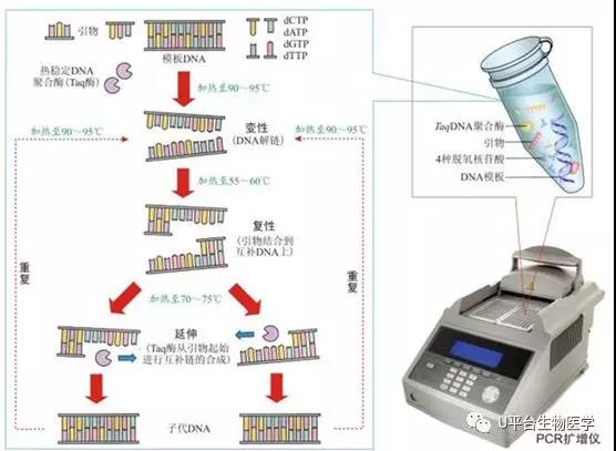 qPCR原理和方法都在这里【新手入门】