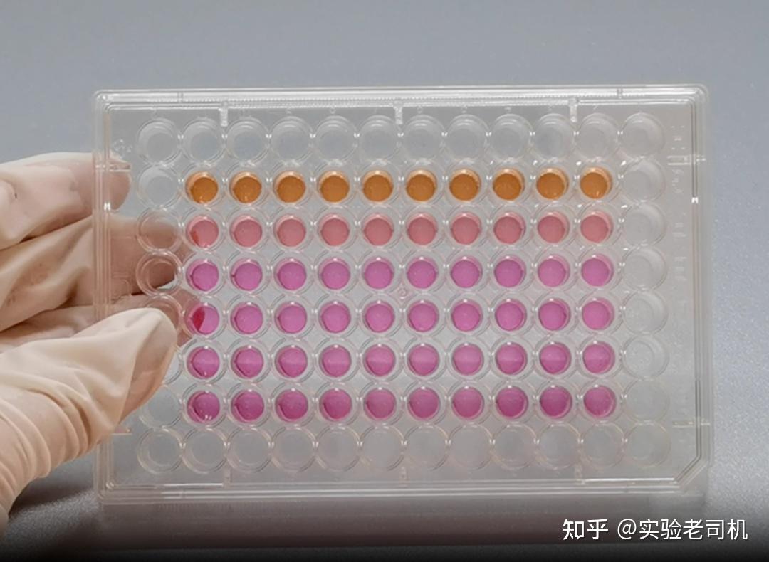 手把手教学——如何做好cck-8实验