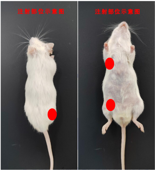 动物活体光学成像-常规注射方式——皮下注射、肌肉注射、静脉注射、动脉注射