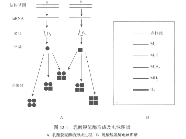 植物分子标记及应用-同工酶标记