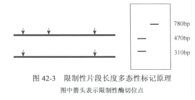 植物分子标记及应用-限制性片段长度多态性标记