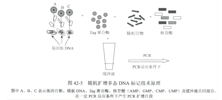 植物分子标记及应用-随机扩增多态DNA标记