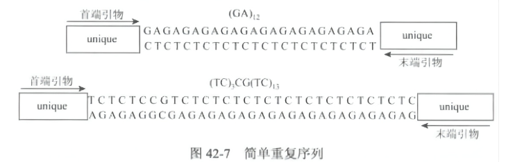 植物分子标记及应用-简单序列重复标记