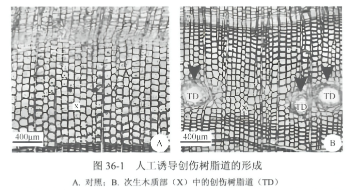人工诱导针叶树创伤 树脂道的形成