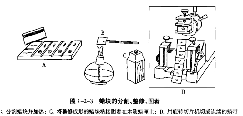 石蜡切片法
