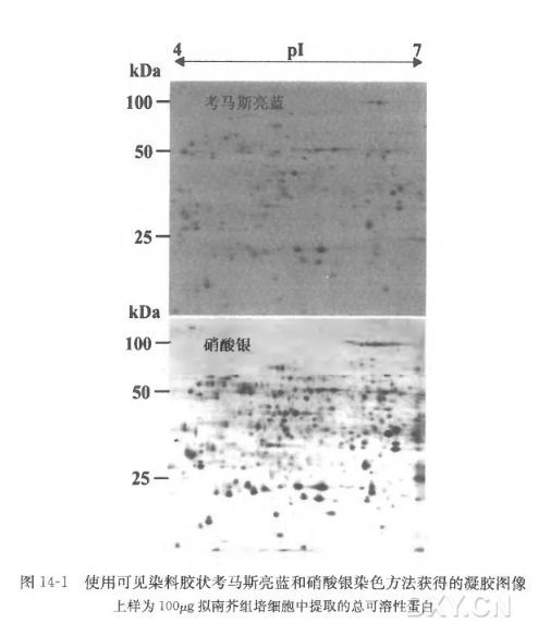 双向凝胶荧光染色与成像