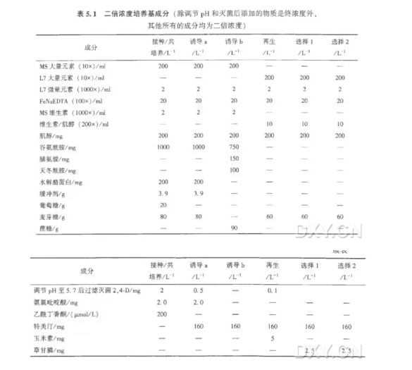 农杆菌介导的小麦新鲜离体幼胚的转化实验-根癌农杆菌菌液的准备