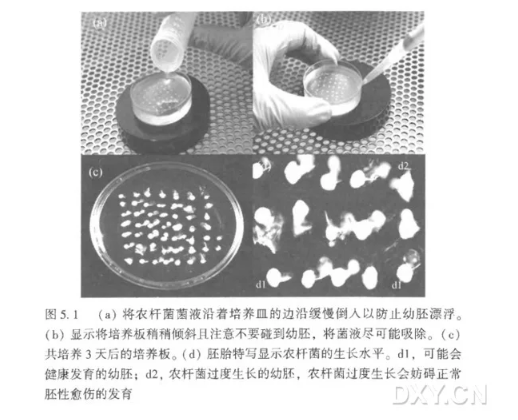 农杆菌介导的小麦新鲜离体幼胚的转化实验-幼胚的接种