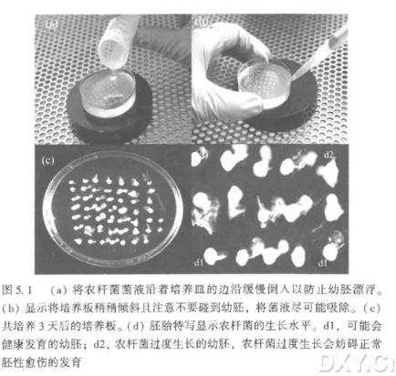 农杆菌介导的小麦新鲜离体幼胚的转化实验-选择