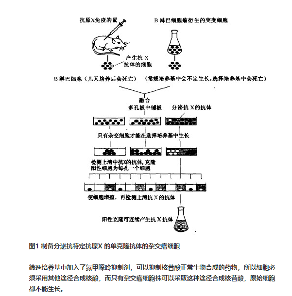 细胞培养类型的分类：根据生长习性分类