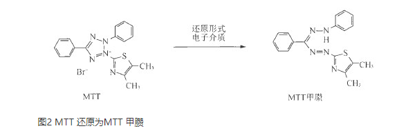 通过MTT 法分析细胞活力