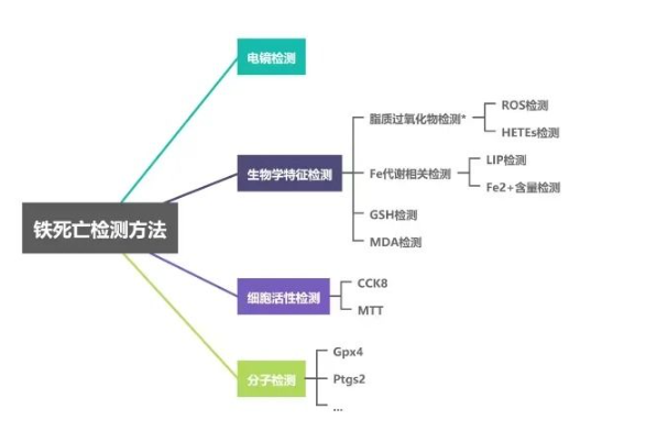 入门细胞铁死亡研究，这些基础知识你都知道吗?