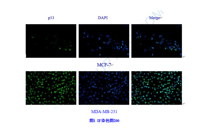 免疫荧光染色操作步骤以及目的——细胞篇